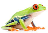 frog2.jpg