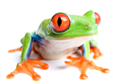 frog3.jpg