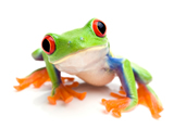 frog5.jpg