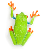 frog7.jpg