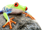 frog8.jpg