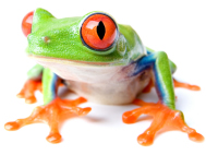 WebDesigns Froggie
